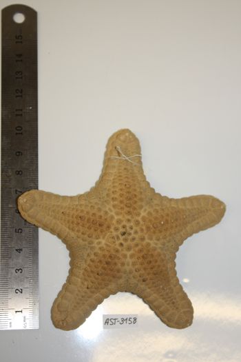 Media type: image;   Invertebrate Zoology AST-3158 Description: Preserved specimen.;
